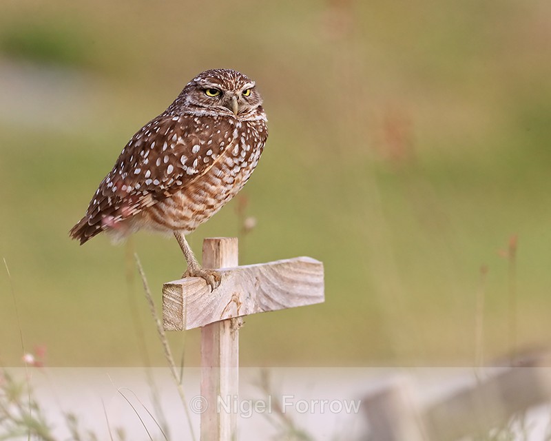Burrowing Owl on post, Cape Coral, Florida - Burrowing Owl
