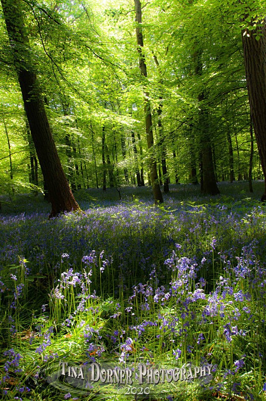 by Tina Dorner Photography, Forest of Dean and Wye Valley, Gloucestershire