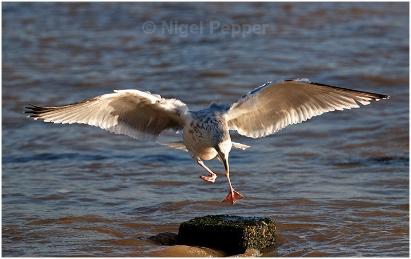 Dec 3rd 2007 ( 1 ) - Leggy the Herring Gull
