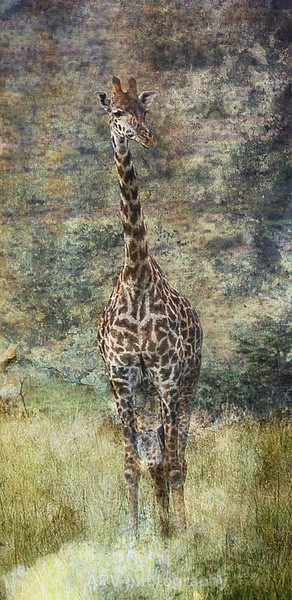 Giraffe - DL Size Cards