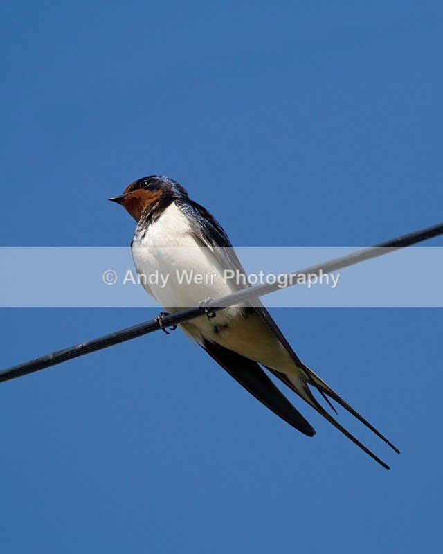 20110428-IMG_5140-165 - Swallows, Swifts & Martins