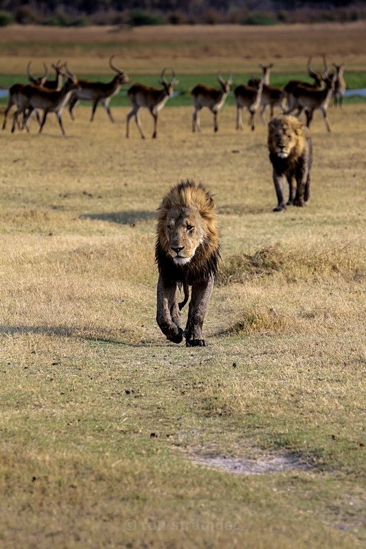 After Lunch - Botswana Wildlife