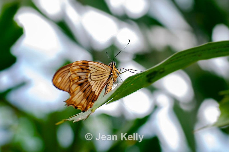 King Swallowtail Butterfly - DSC_4134 - Insects