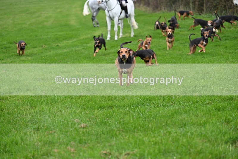 WJ7_8785 - Meet Staff & Hounds