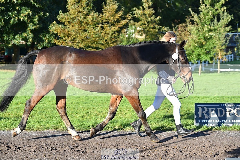 231022-094924-22048 - 494-WEST.FIELD.REBEL-Laura.Bilham-TrotUp+SJ