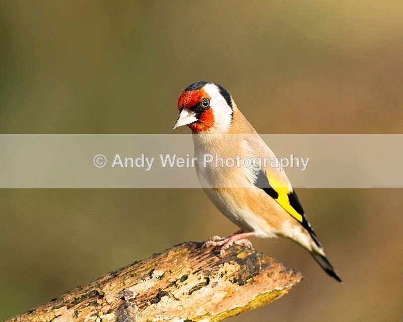 20121208-_MG_1779 - Goldfinch