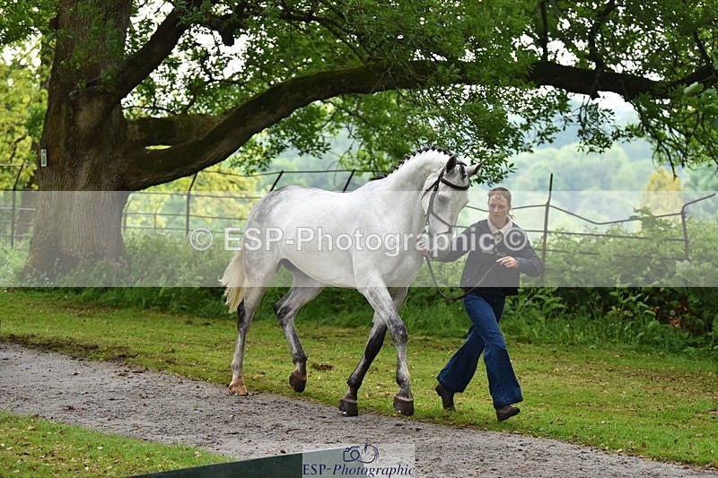 240522-164612-01141 - 281-UNSTOPPABLE_VAN_'T_CRAEYNEST_Z-Valentine_Emsens