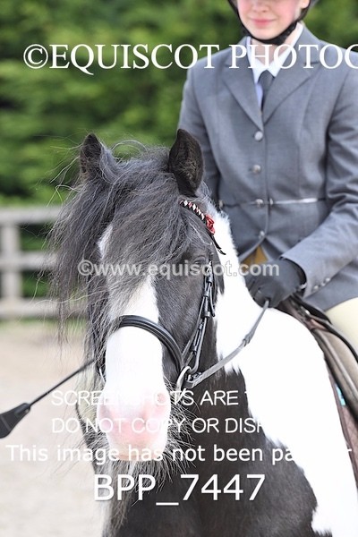 BPP_7447 - RING 1  (RIDDEN HORSES / IN HAND / VETERAN ETC)