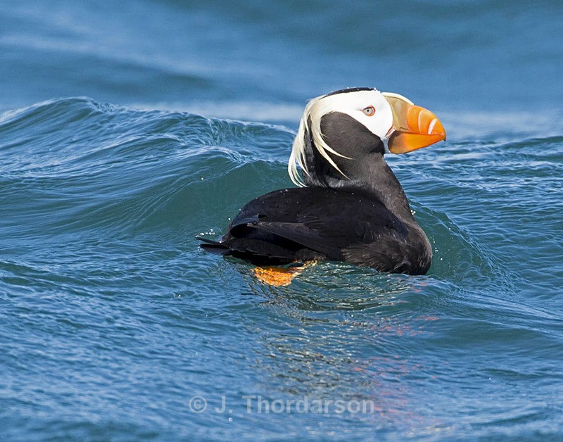  - Sea Birds
