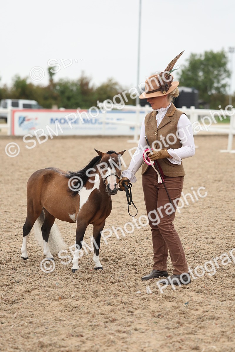 SBM_19446 - Class 317 - IH Pure Bred Horse-Pony
