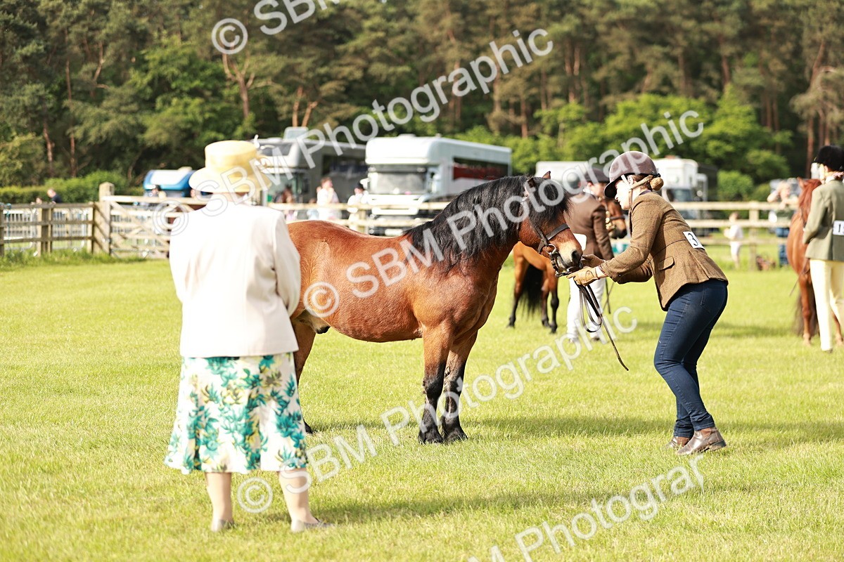 SBM_00509 - Class 14-23 - Mountain & Moorland In Hand Non Welsh