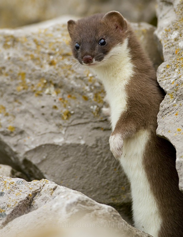 Stoat Kit. Conwy, ref st 5 - STOATS (KITS)