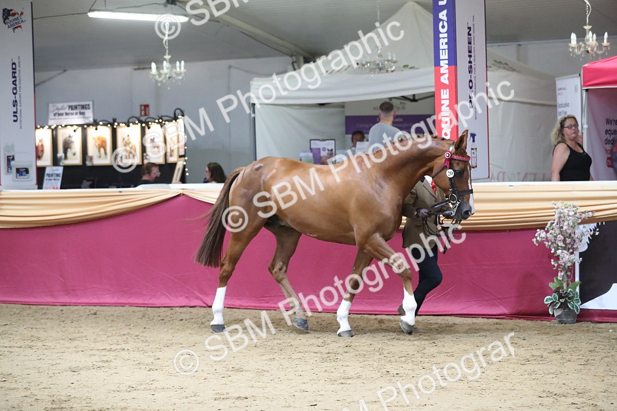 SBM_05078 - Class 8R- Regional -IH Veteran