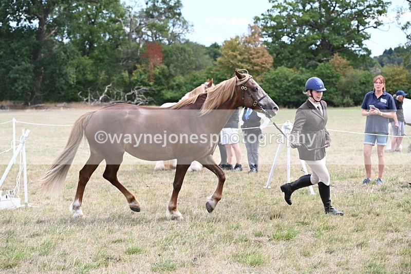 WJ6_5927 - Class 19 In-hand Veterans (Uploaded correct folder)
