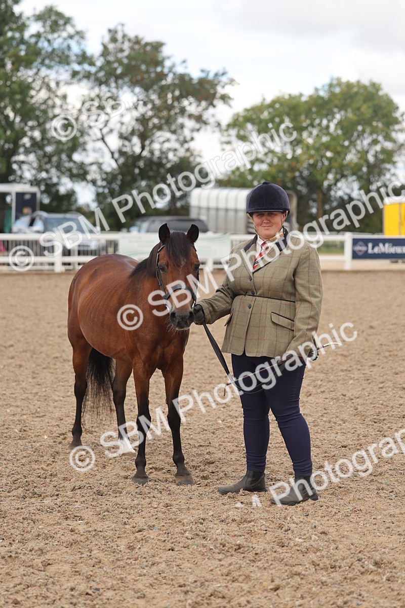 SBM_04338 - Class 17 - Prettiest Mare (IH or Ridden)