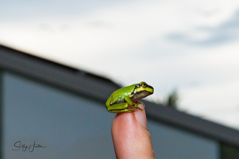 12 Finger Tip size - Frogs