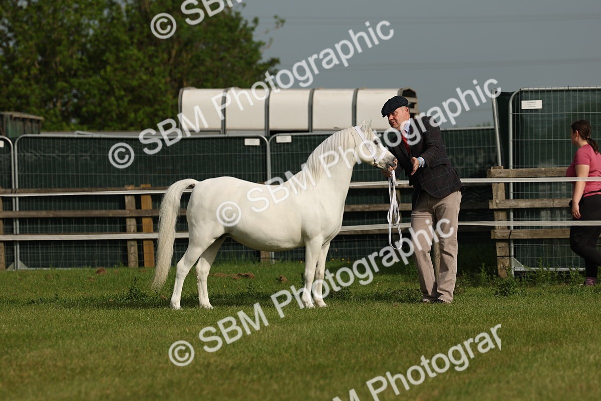 SBM_00481 - Class 6-13 - Mountatin and Moorland In Hand Welsh Breeds
