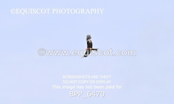 BPP_6470 - CLASS 12 FRI Redpost Equestrian Senior Foxhunter/1.20m Open