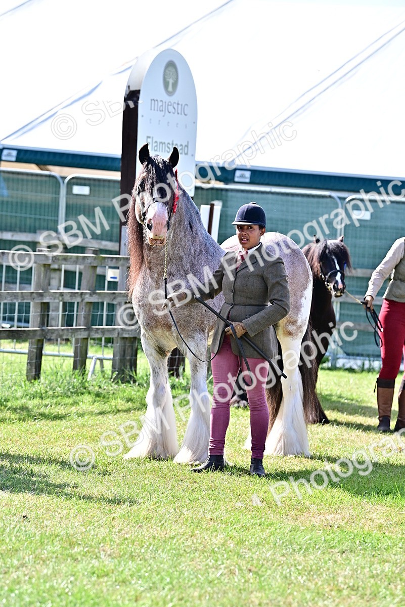 SBM_09464 - Class 63-65 - Traditional Gypsy Cobs In Hand & Ridden