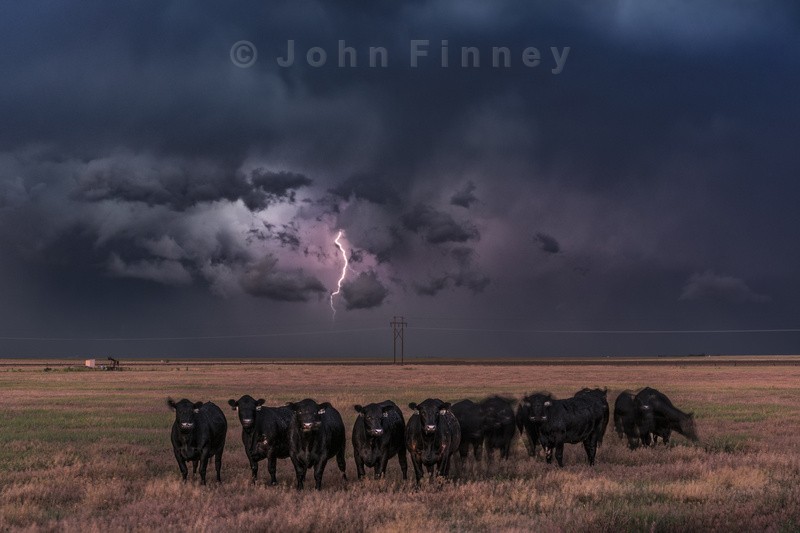 We got Cows - Weather photography