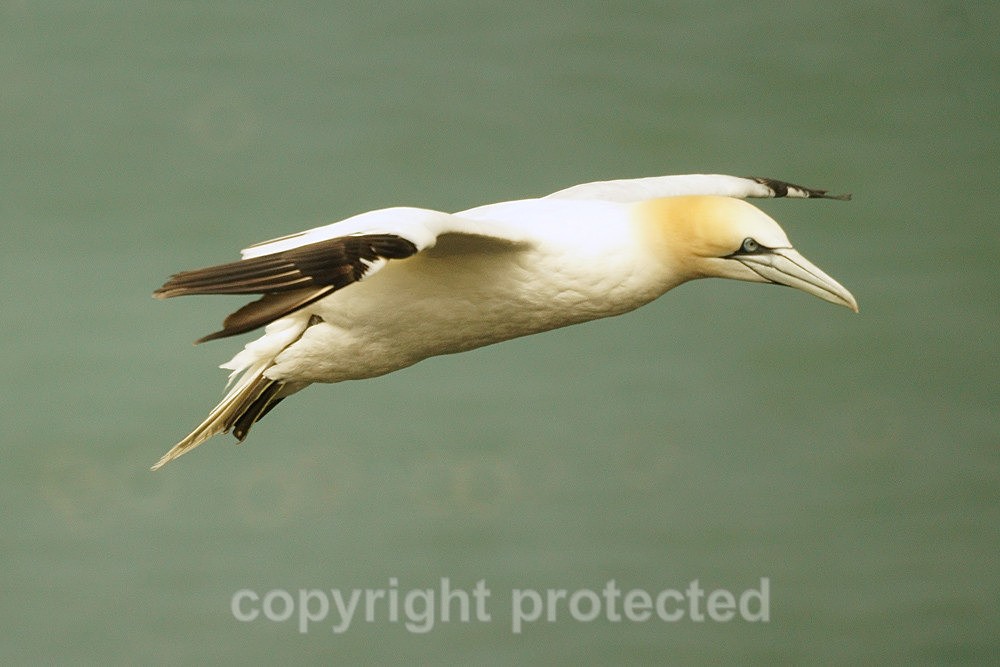 Gannet - RSPB Bempton Cliffs - Yorkshire - Birds