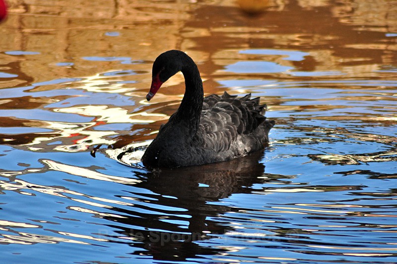 Black Swan on Dawlish Brook with lovely water colours early morning - Dawlish and Black Swans