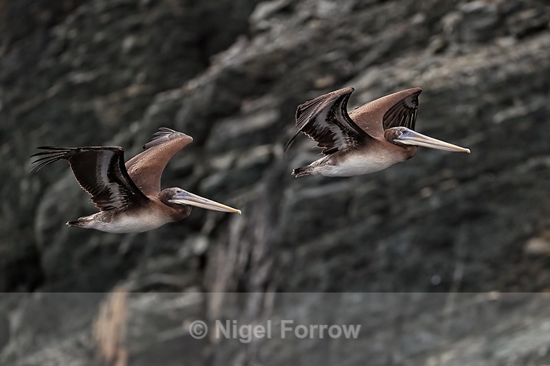 Peruvian Pelicans flying, Chanaral Island, Chile - Peruvian Pelican