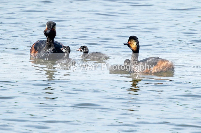 20180605-Woolston-8E0A8998 - Black-necked Grebe