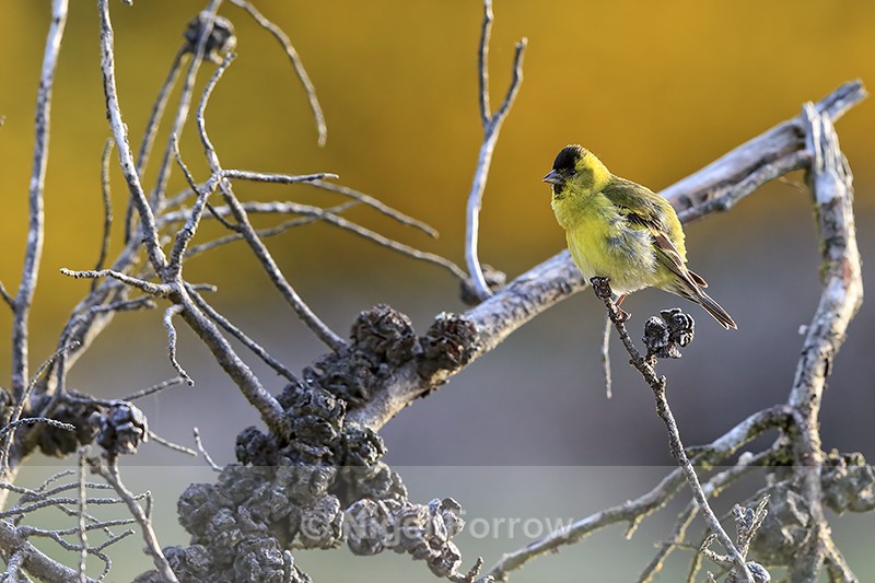 Black-chinned Siskin early morning, Carcass Island, Falklands - Black-chinned Siskin