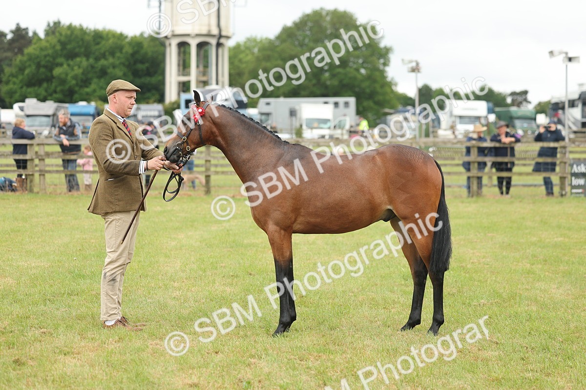 SBM_05412 - Class 68-73 - Riding Pony Breeding
