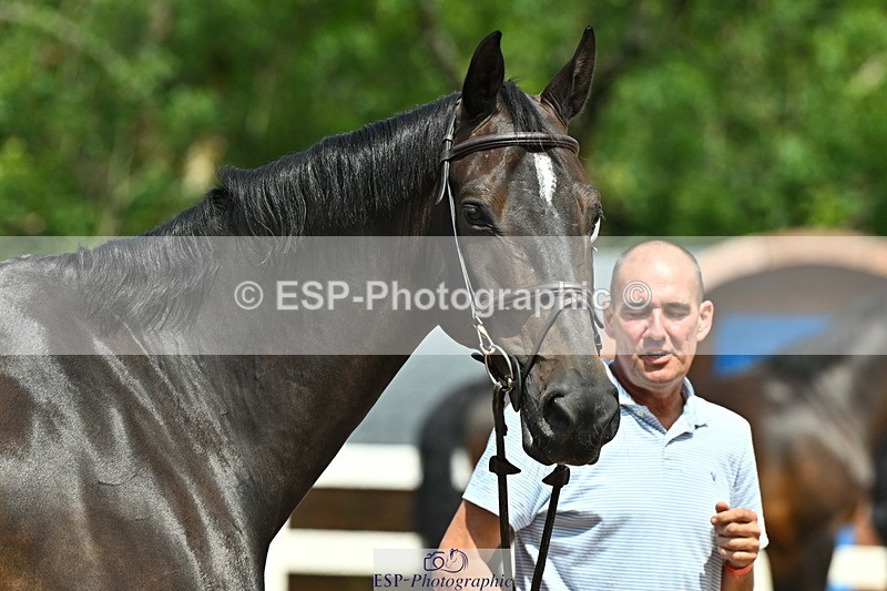 240718A-105258-01391 - Trot Up 12pm to 1pm