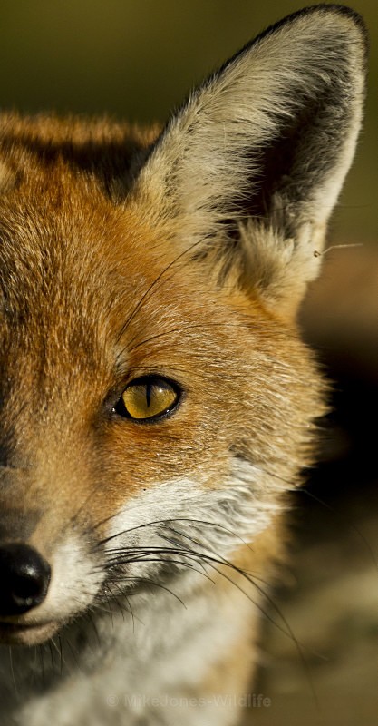 RED FOX 20 - THE RED FOX PORTFOLIO No 1