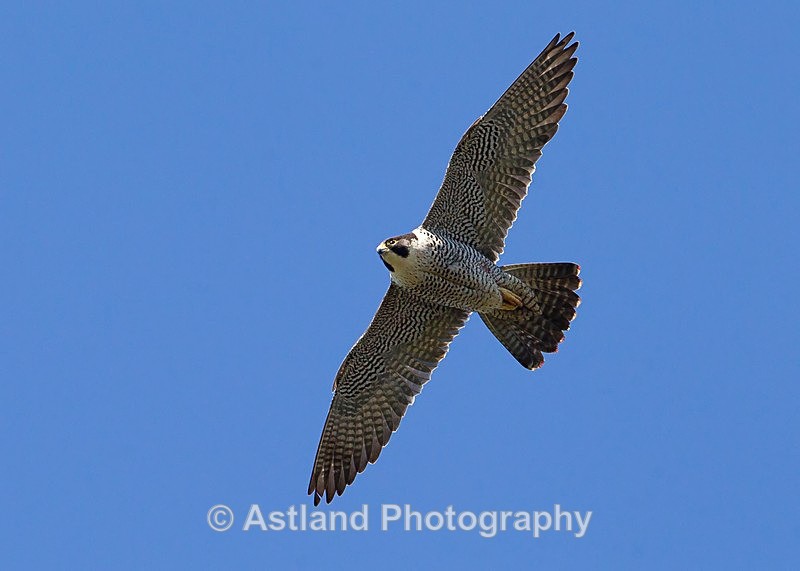 Astland Photography, Bird and Wildlife Images, Susan and Peter Wilson, U.K.