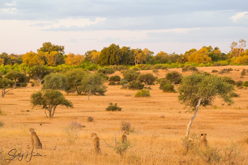 Cheetah Family - Landscapes