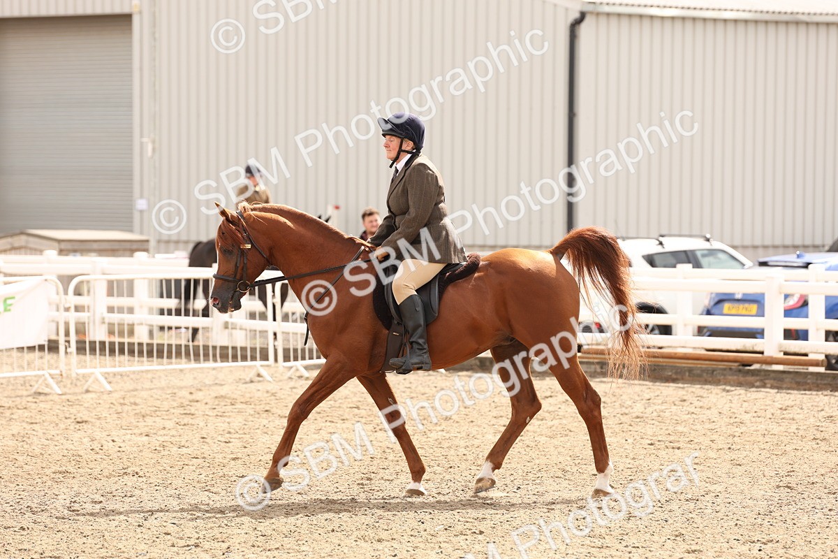 SBM_05215 - Class 56b -  Style & Performance - 50cm (20+)