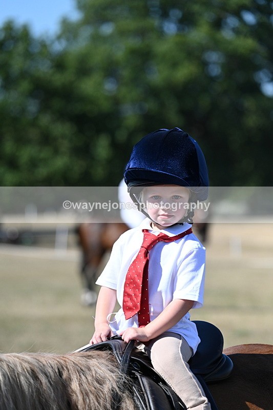 WJ7_1492 - Class 42 Most Handsome Gelding