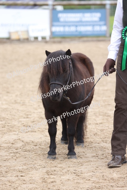 20260504-0547 - Class 4 - Minitures and Shetlands