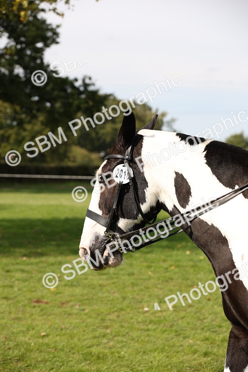 SBM_70129 - S65 - Piebald & Skewbald Horse Ridden
