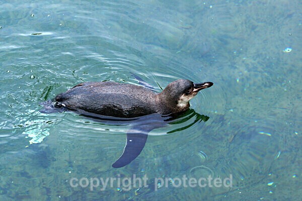 Humboldt Penguin - Other Wildlife Species