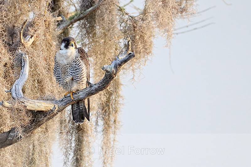 Peregrine Falcon looks out from perch, Blue Cypress Lake, Florida - Peregrine Falcon