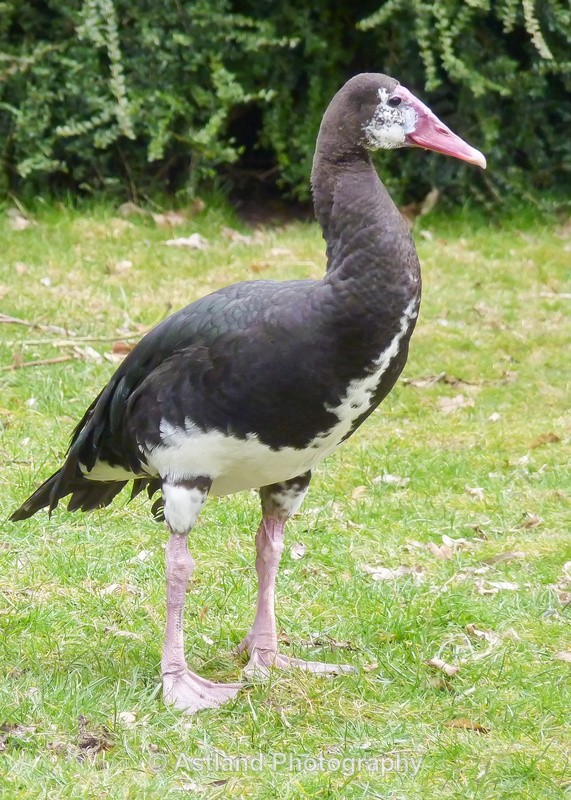 Astland Photography, Bird and Wildlife Images, Susan and Peter Wilson, U.K.