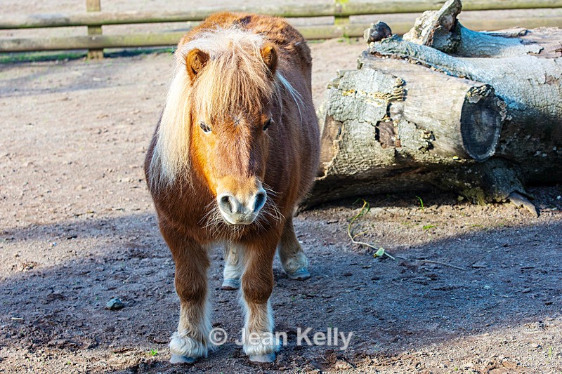 Shetland Pony - DSC_0896 - Equine