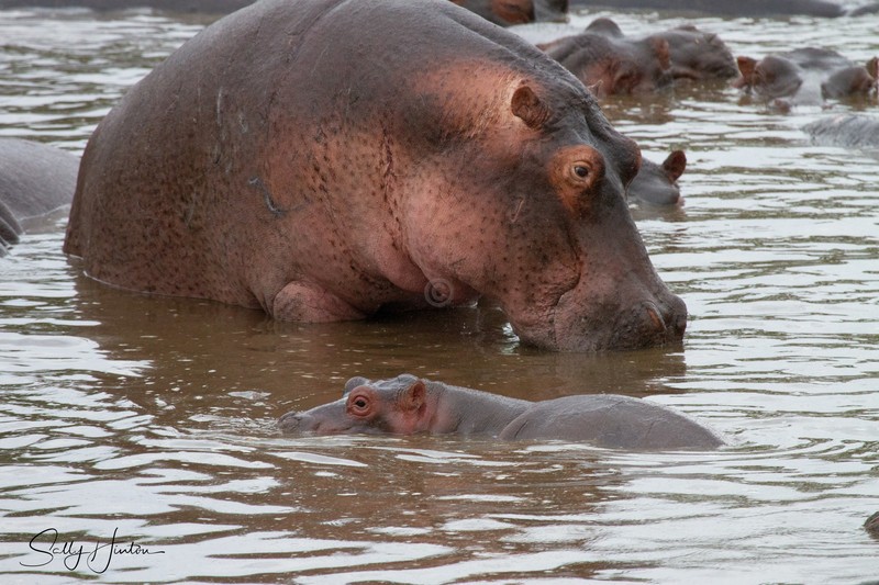 Hippo Pool 2