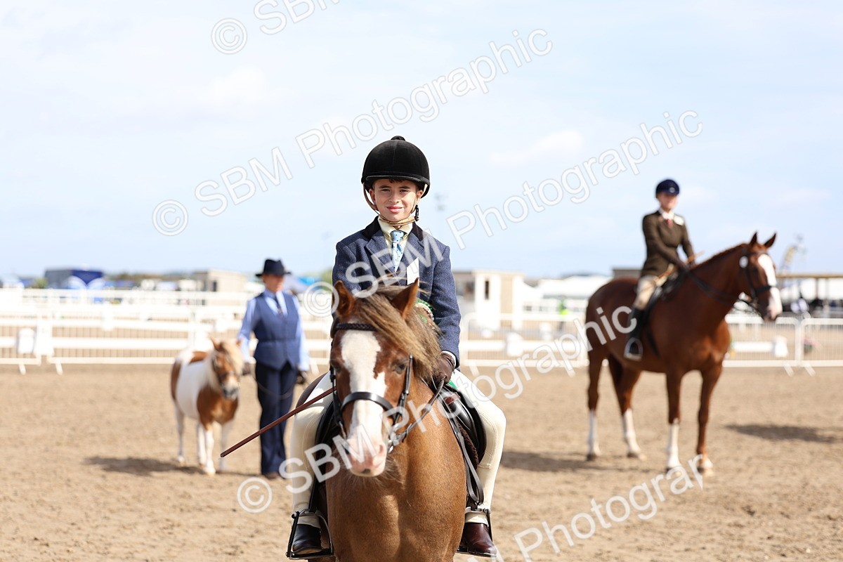 SBM_01933 - Class 18 - Handsomest Gelding - IH or Ridden