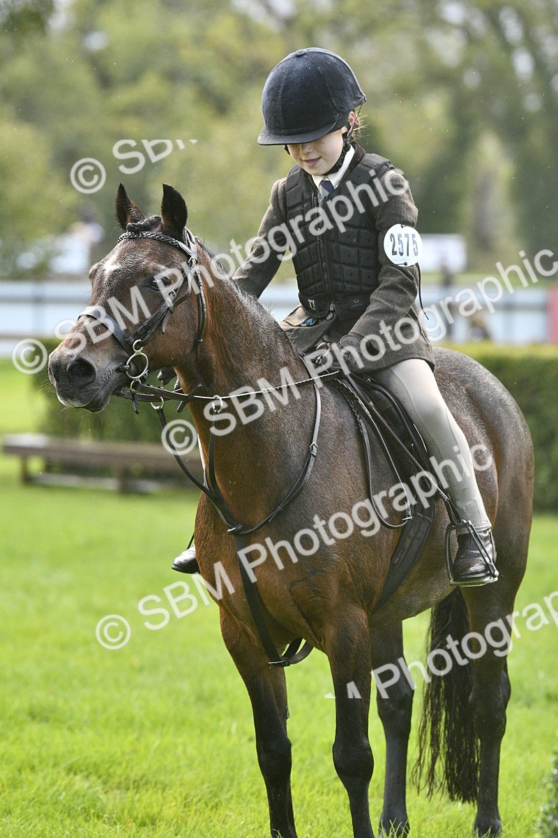 SBM_37184 - S31 - Novice & Newcomer Working Hunter Pony