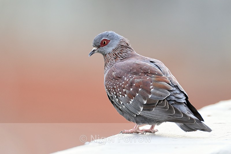 Speckled Pigeon perched on rooftop, Simon's Town, South Africa - Speckled Pigeon