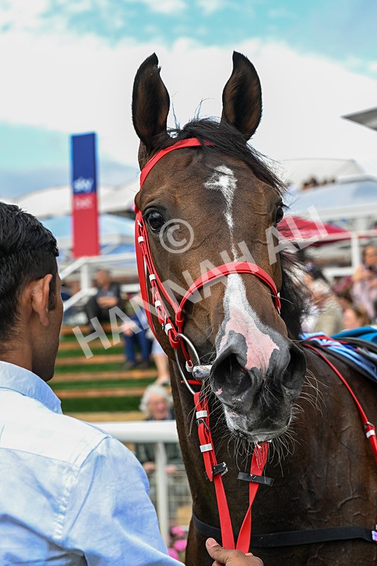 250726-Race 5-Rogue Jewel-1155 - Race 5 15.42pm Sky Bet Price Boosts EBF Fillies' Novice Stakes