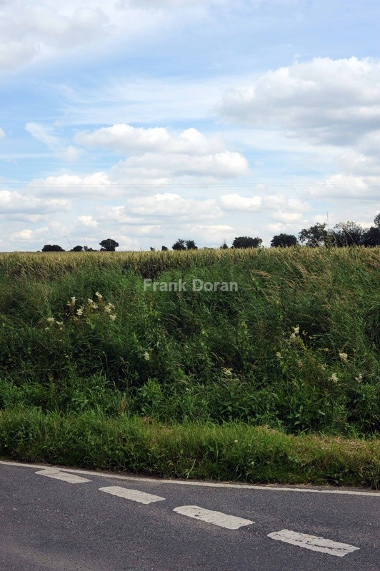 Essex Countryside - Frank Doran