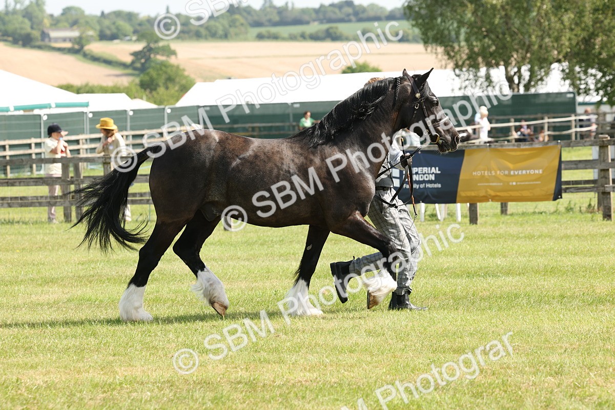 SBM_02303 - Class 6-13 - Mountatin and Moorland In Hand Welsh Breeds