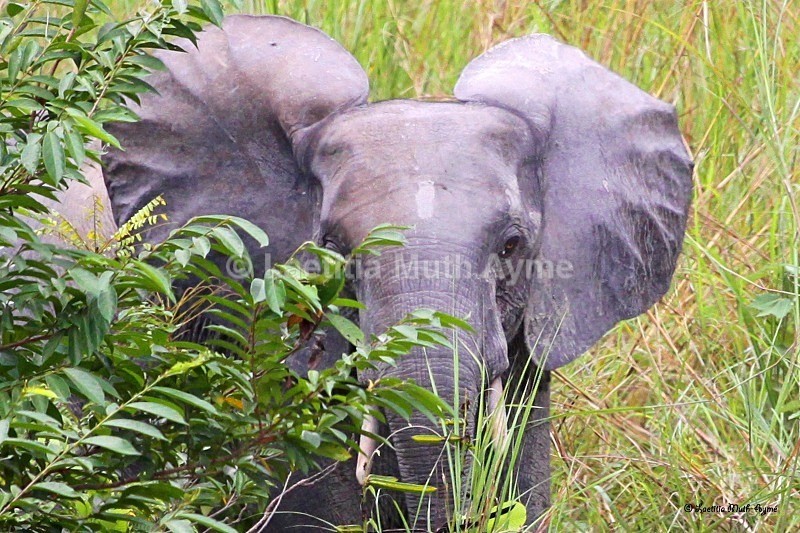 IMG_1017 La Lopé, Gabon - Elephants